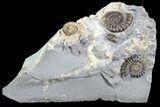Ammonite (Promicroceras) Cluster - Somerset, England #86225-1